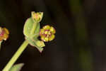 Florida pineland spurge